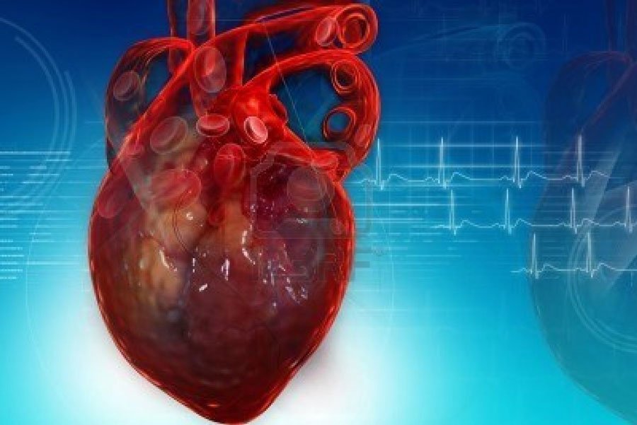 Fisiología del Músculo Cardiaco