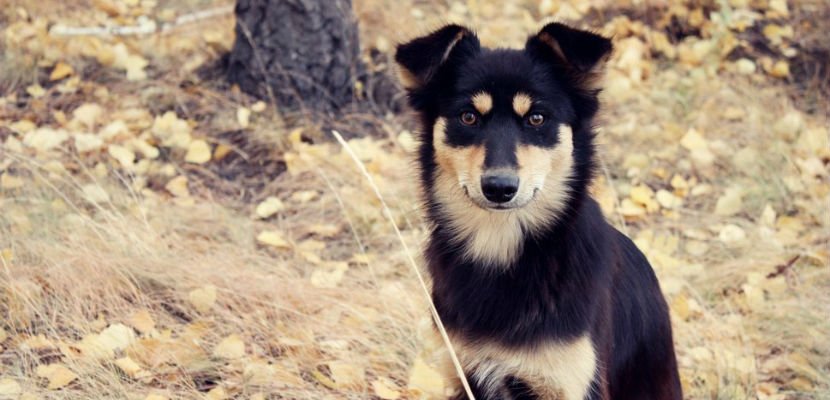 10 Razones para adoptar un perro Mestizo