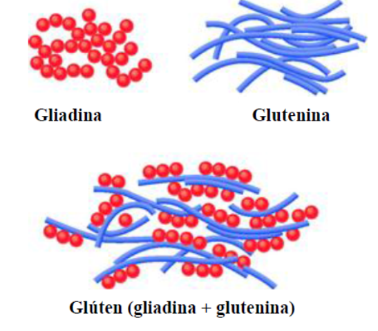 Resultado de imagen para Glutenina