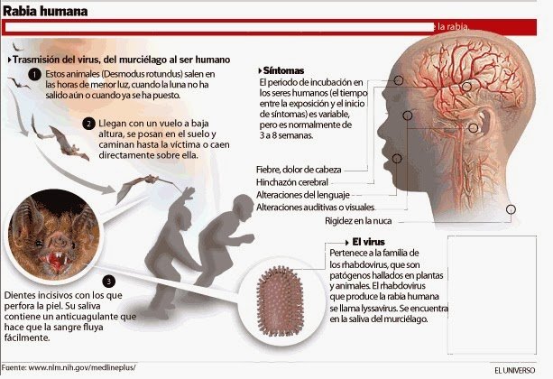 Resultado de imagen para murciÃ©lagos infografia