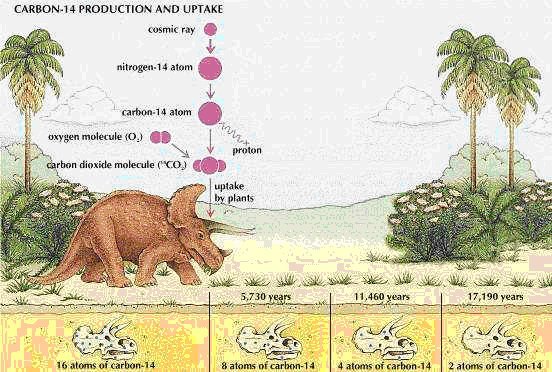 Resultado de imagen para carbono 14