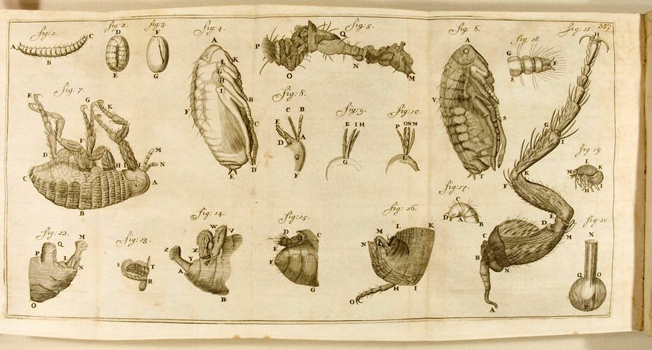 Resultado de imagen para animalculos de leeuwenhoek