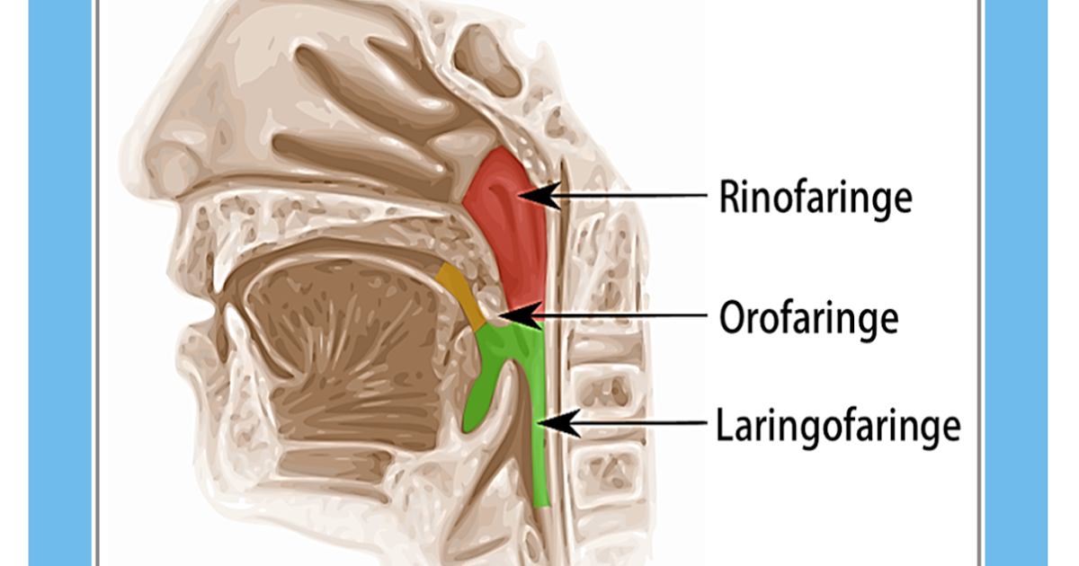 Resultado de imagen para faringe