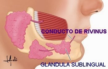 Resultado de imagen para GLANDULA SUBLINGUAL