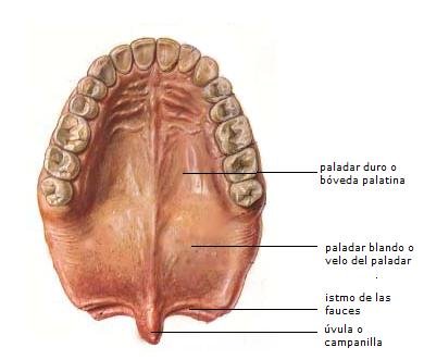 Resultado de imagen para paladar duro