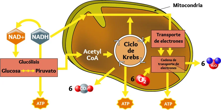 Hans A. Krebs y la biología molecular