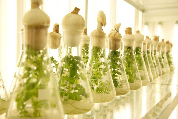 Bioquímica en las ciencias agrícolas Parte 1: bioenergética e hidratos de carbono