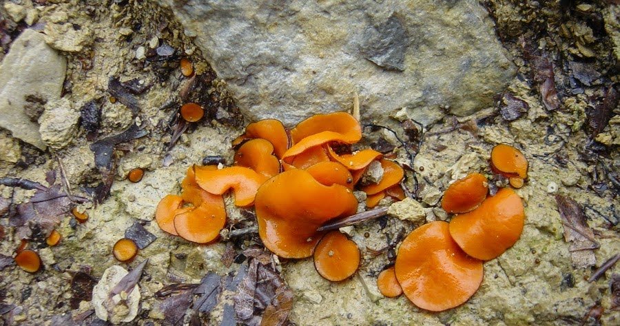 Guía de Setas y Hongos de Navarra.: Scutellinia trechispora (Berk. &  Broome) Lambotte