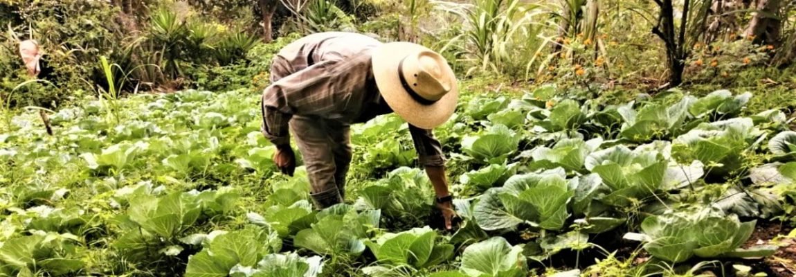 La crisis de la agricultura convencional