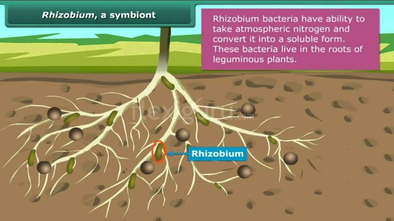 Difusión: Edaphic source and tillage systems on yield and nutritional quality of green bean in Ecuadorian volcanic soils