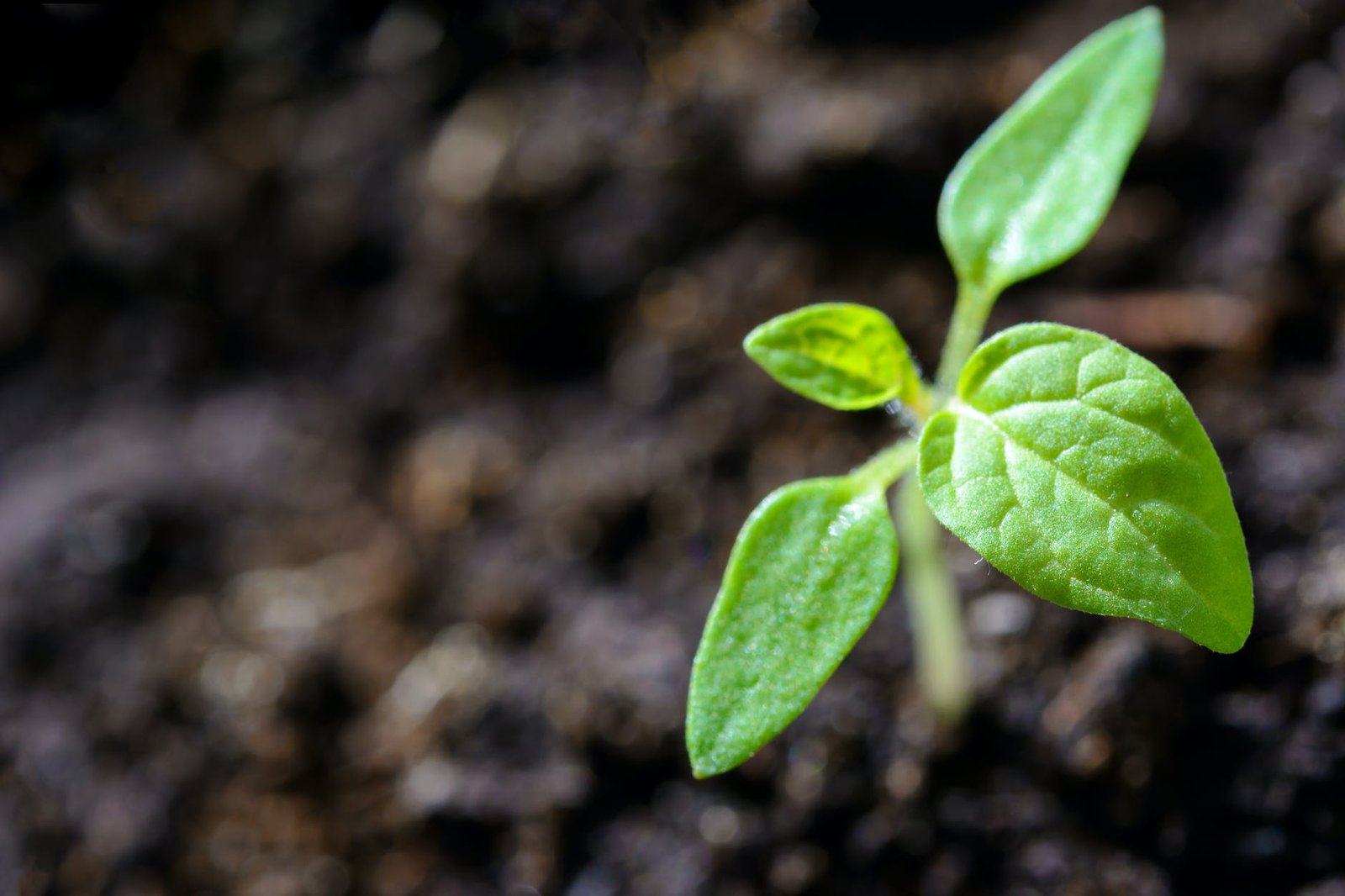 Cinco retos que la agricultura deberá enfrentar en los próximos 50 años para garantizar el abasto de alimentos y estrategias para solventarlos