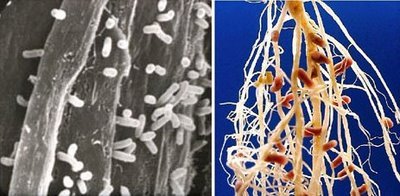 Diseño y Optimización de Bioinsumos para la Producción Sostenible de Leguminosas de Canasta Básica y Alta Calidad Nutricional en el Ecuador