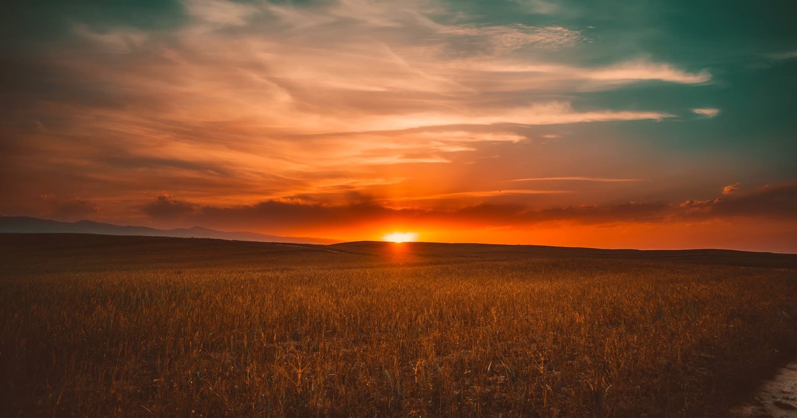 Herramienta  informática  para  calcular  las  láminas  óptimas  de  agua a aplicar en el riego deficitario de cultivos agrícolas