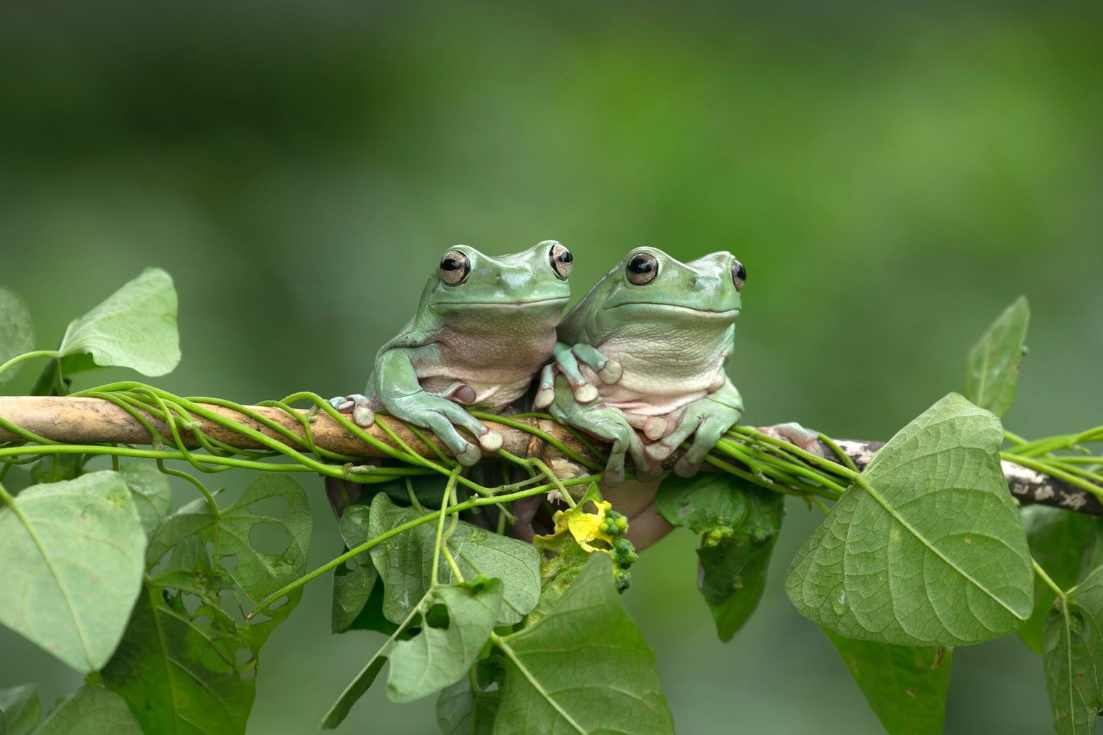 Difusión: Diversidad y distribución altitudinal de anfibios en la cordillera de Toisán, Ecuador