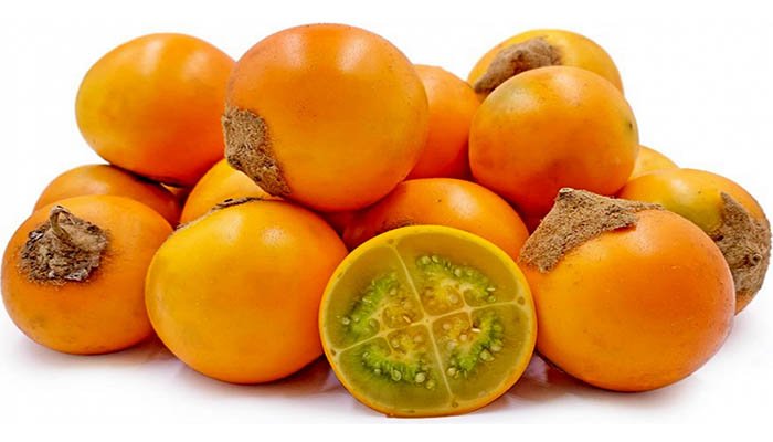 Cultivo de segmentos nodales de tallo de naranjilla (Solanum quitoense) en medio MS