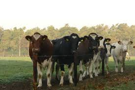 Importancia de las categorías en la producción de leche y la gestión eficiente de potreros 2 Importancia de las categorías en la producción de leche y la gestión eficiente de potreros