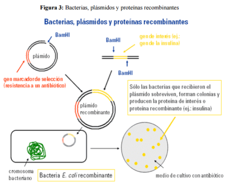 Descubre qué son los transgénicos 4