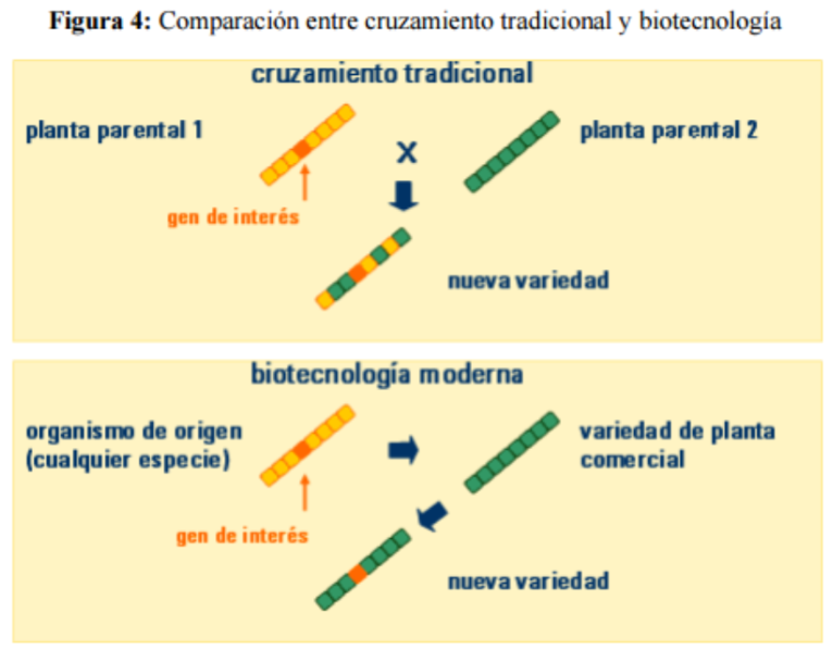 Descubre qué son los transgénicos 5