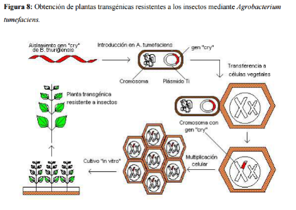 Descubre qué son los transgénicos 7