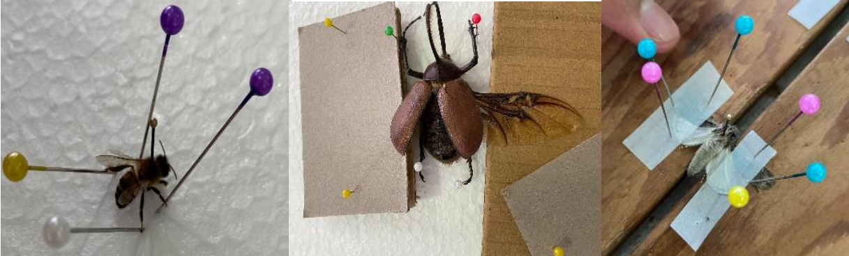 Montaje de insectos del orden Hymenoptera, Lepidoptera y Coleoptera 3