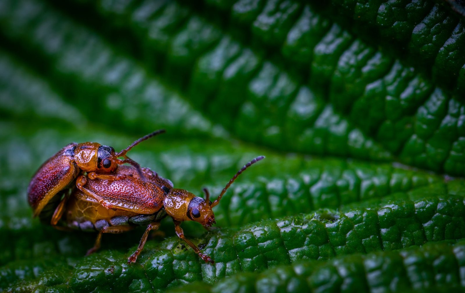 Montaje de insectos del orden Hymenoptera, Lepidoptera y Coleoptera