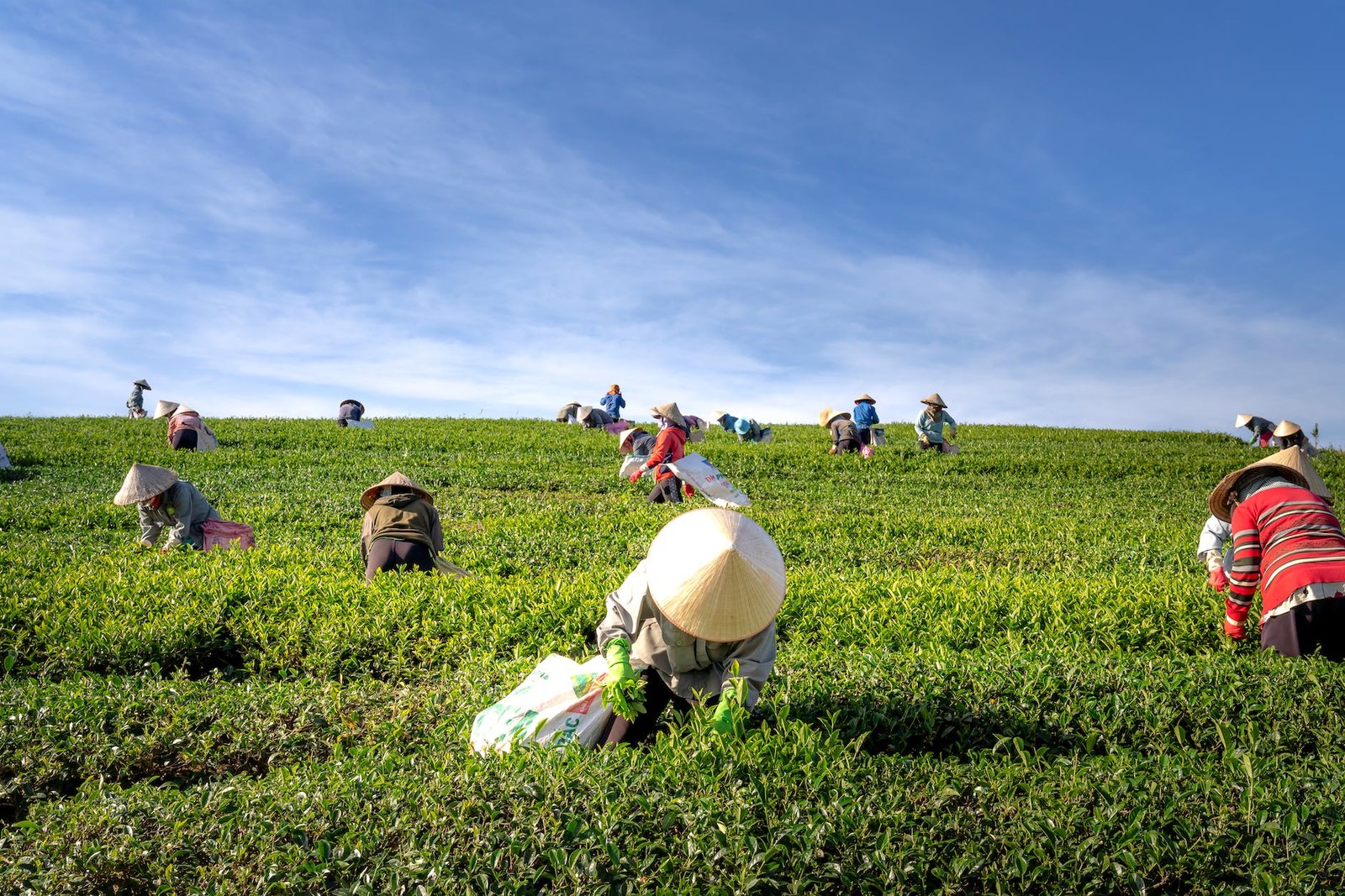 LA “AGRICULTURA BAJO CONTRATO”: CONTRIBUCION AL DEBATE TEORICO; ECUADOR: CASOS DE MAIZ EN GUAYAS, BROCOLI EN CHIMBORAZO Y LECHE EN CARCHI