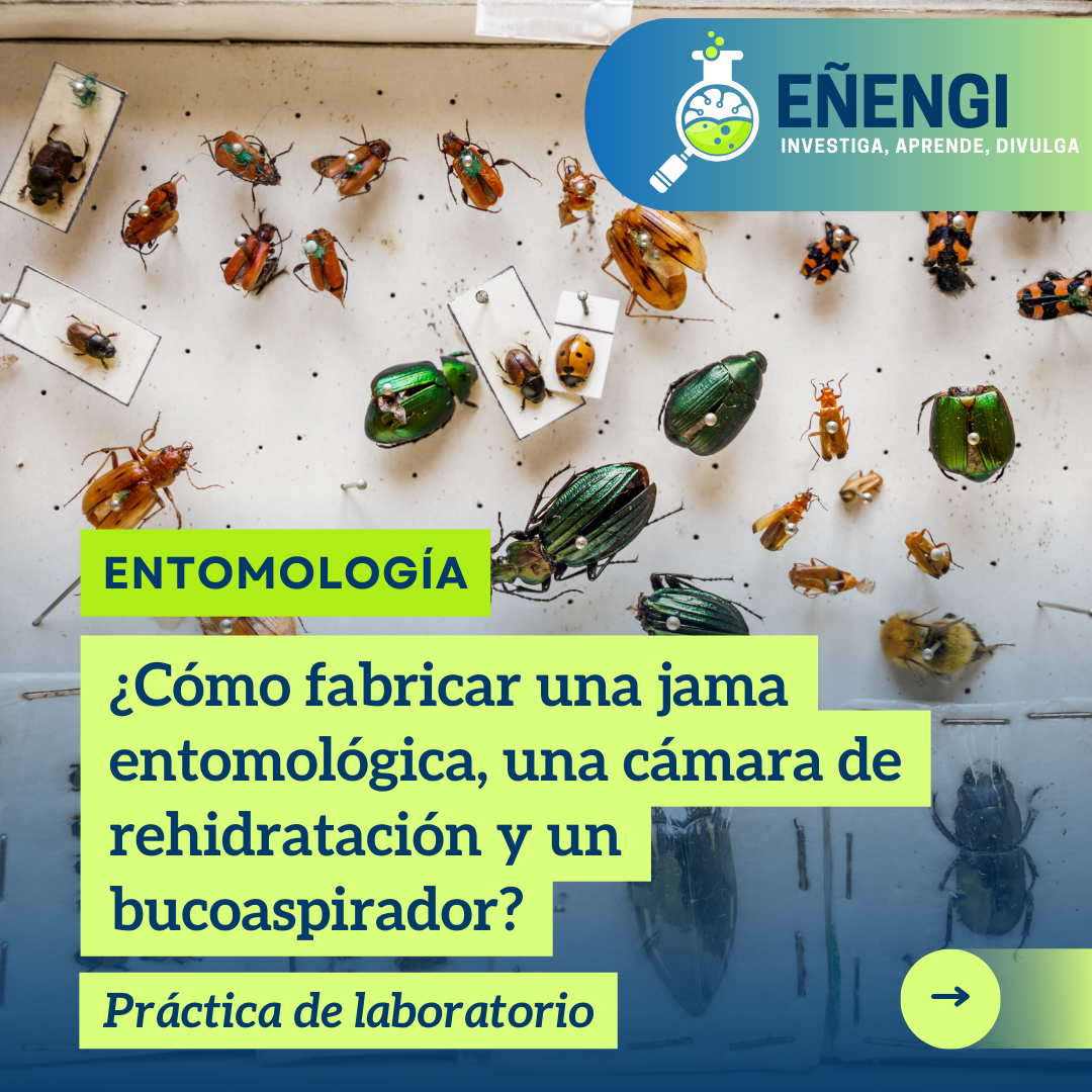 ¿Cómo fabricar una jama entomológica, una cámara de rehidratación y un bucoaspirador?