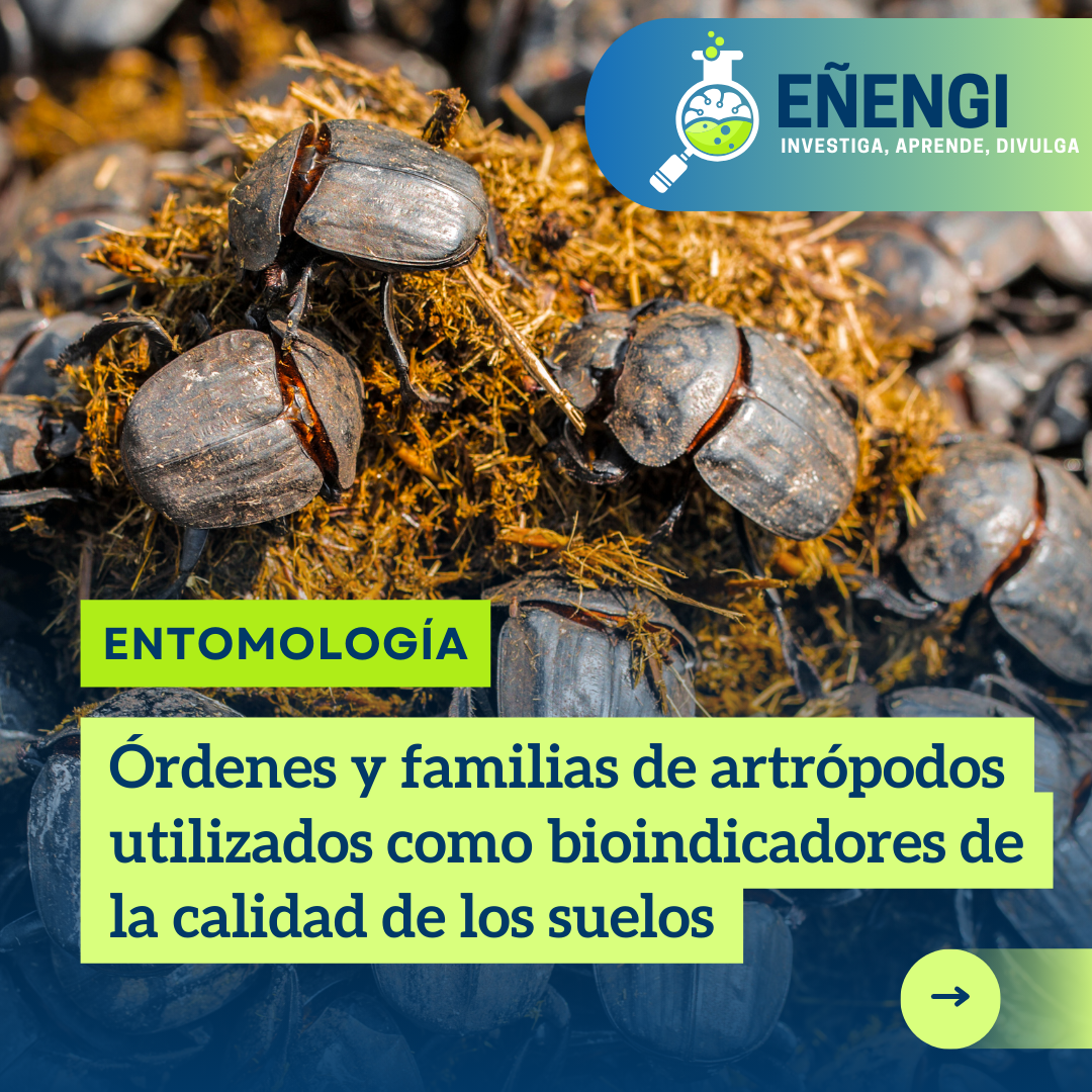 Órdenes y familias de artrópodos utilizados como bioindicadores de la calidad de los suelos