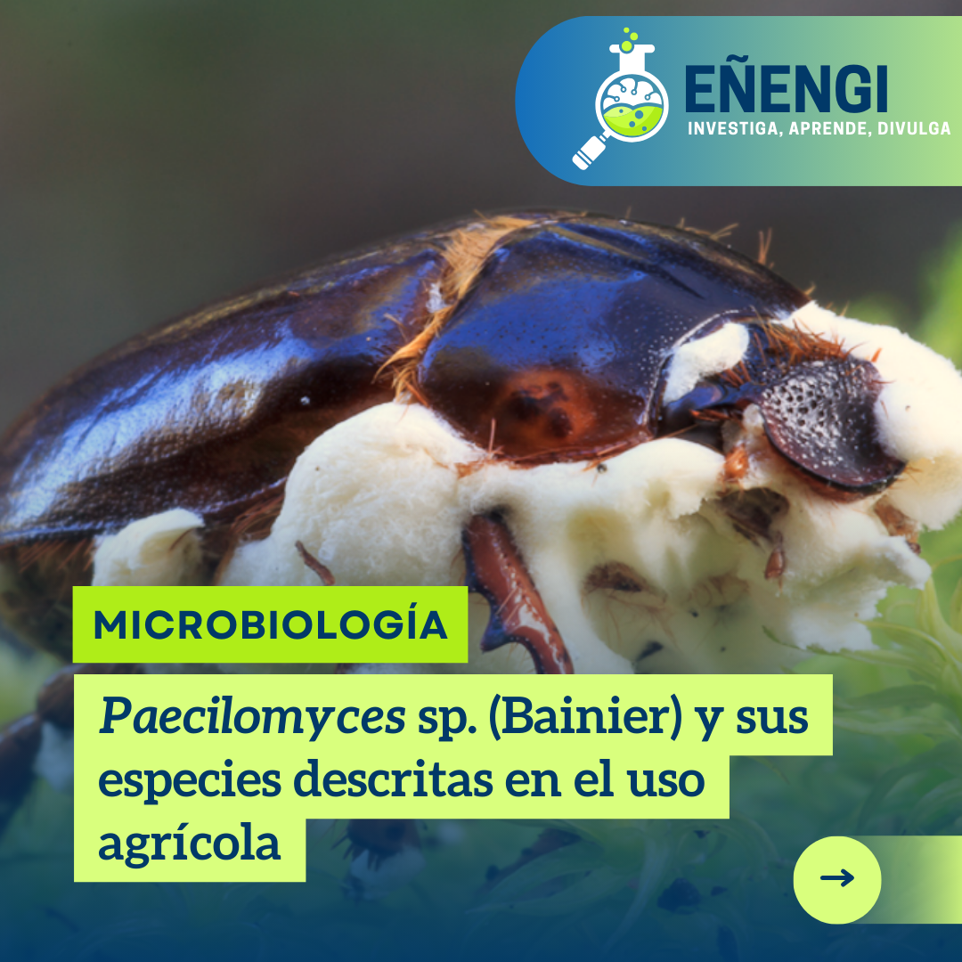 Paecilomyces sp. (Bainier) y sus especies descritas en el uso agrícola