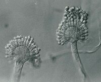 Resultado de imagen para Aspergillus parasiticus