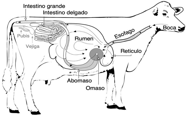 Anatomía Comparada del Aparato Digestivo de Herbívoros Monogástricos y Poligástricos
